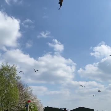 Here come the Macaws 😍