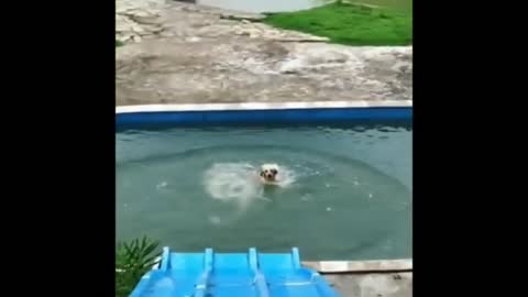 The dog is swimming || wow || funny pets