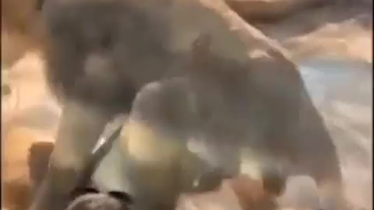 Lion Gives Kids A Show