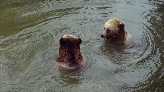 bears love