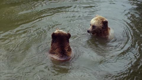 bears love