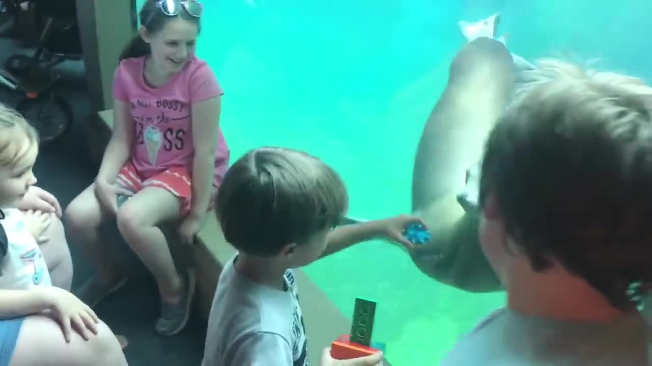 Try not to laugh challenge funny kids and animals at the zoo