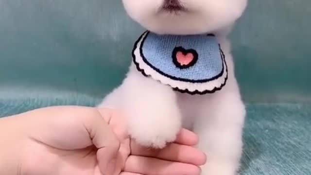 Cute Pomeranian Dog | Funny Moments Of Dog And Cat |