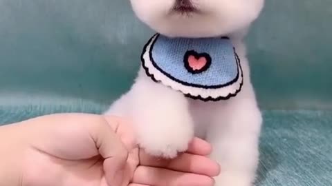 Cute Pomeranian Dog | Funny Moments Of Dog And Cat |