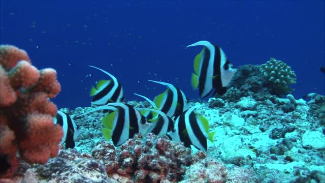 Tropical Fish Banner Fish on Coral Reef