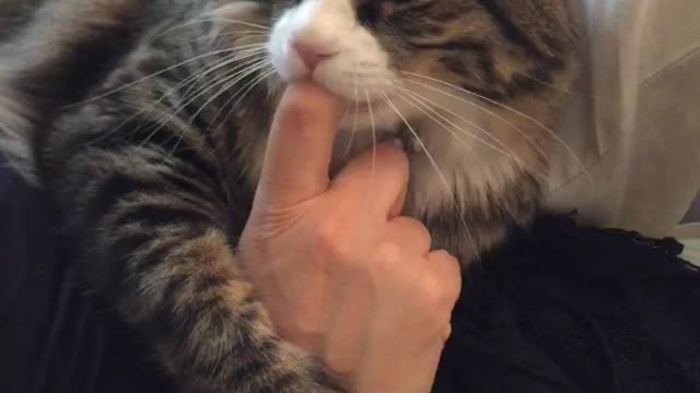Grey and white cat sucking on a mans finger