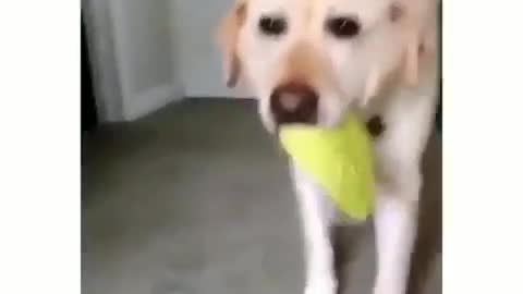 Dancing dog, amazing stars 2021.