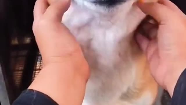 Ultimate Baby Dogs - Cute and Funny Dog Videos Compilation #Shorts