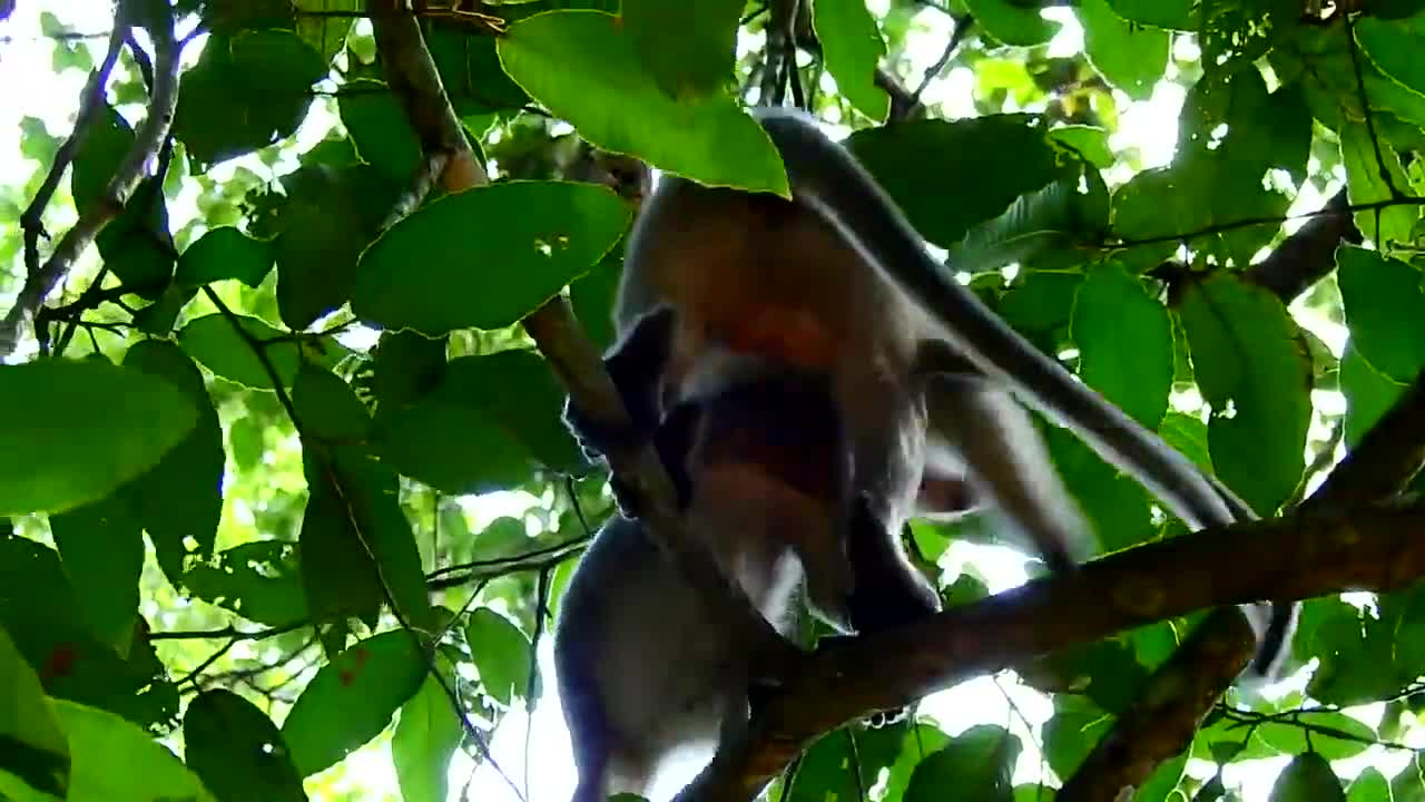 A monkey Mating Amazing Videos