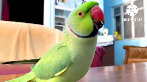 Parrot Talk and Dancing
