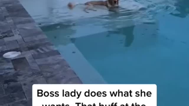 Cute Dog's Refusal To Boss's Request To Leave The Pool