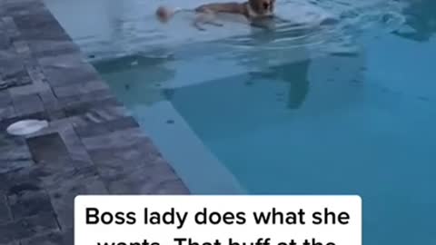 Cute Dog's Refusal To Boss's Request To Leave The Pool