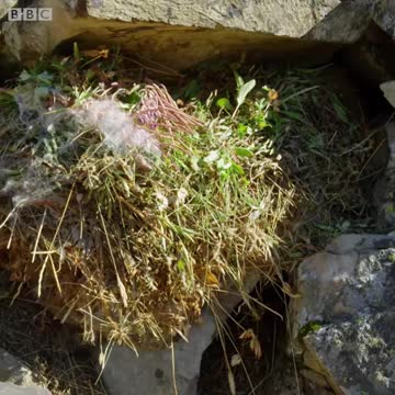 Animals Behaving Badly new video