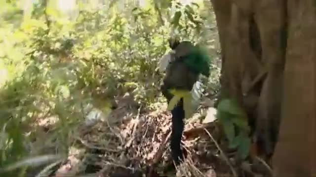 Search and Rescue, Part Two | Orangutan Diary | BBC Earth