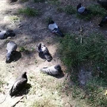 A flock of pigeons resting in the yard.