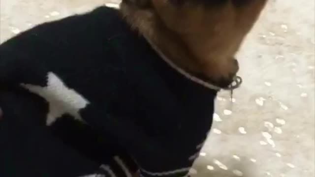 Small brown dog in blue sweater turns to look back at camera