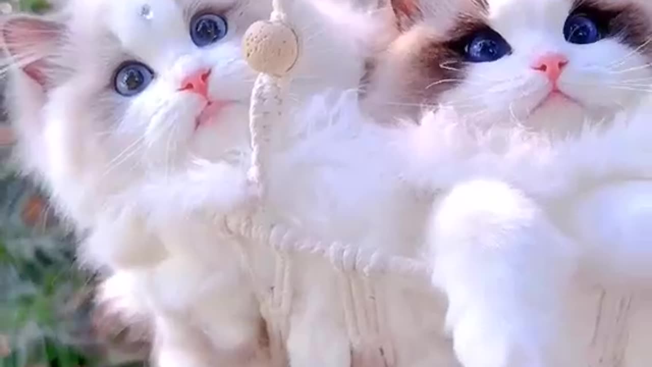 SNOW WHITE CAT | BEAUTIFUL CAT| KITTY CAT