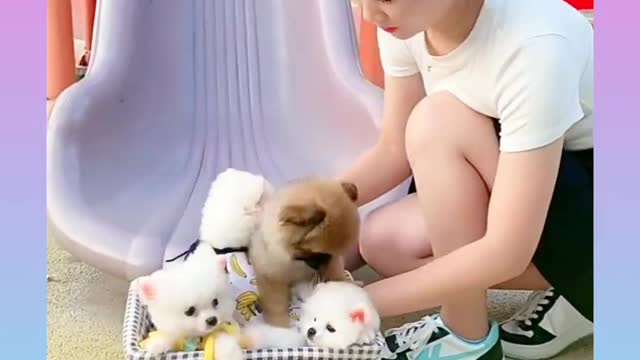 🐕baby dog🐶cute dogs🐕 funny dog,🐶dog compilation🐕short video🐶 cute animals videos🐕