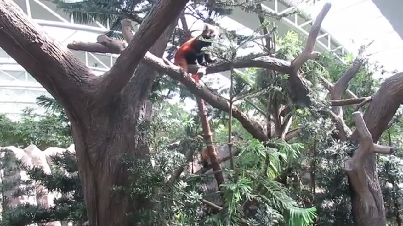 Cute Animals RED Panda (Ailurus Fulgens) in Captivity