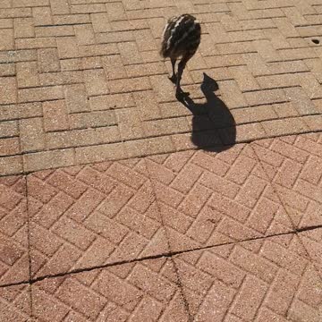 Emu chick or Road runner, beep beep you decide 🏃🐥