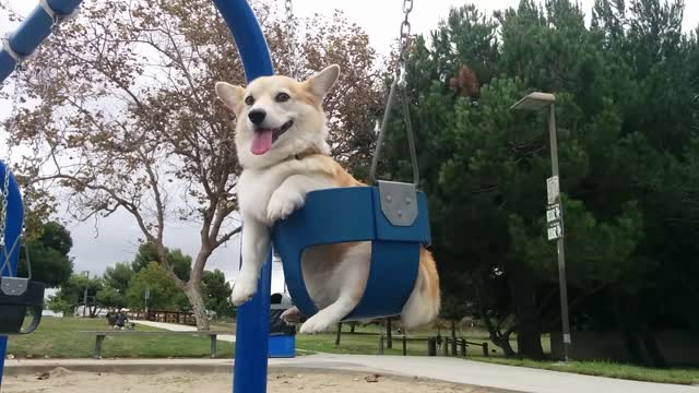 Pembroke Welsh Corgi swinging at the playground