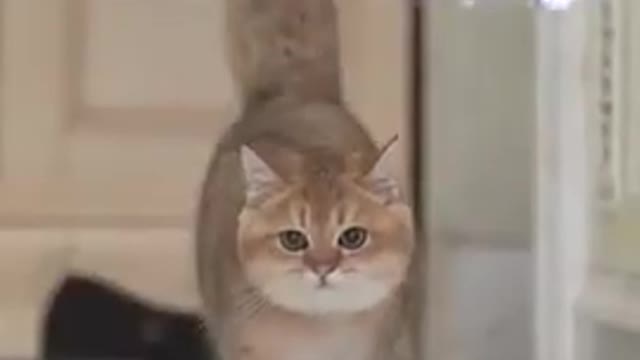 Lovely cat black cat cats funny cats funny cat videos. Take hard lunch