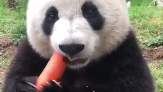 Cute Panda Eating Carrot 😍