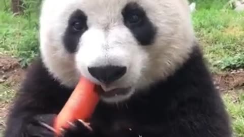 Cute Panda Eating Carrot 😍