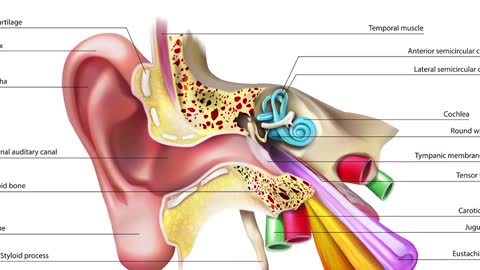 Drain Sinus & Clear Stuffy Nose in One Move | Created by Dr. Mandell