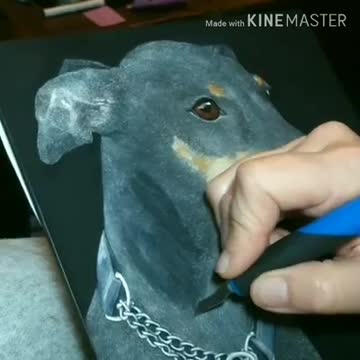 Bella - Manchester Terrier - Drawing WIP 1