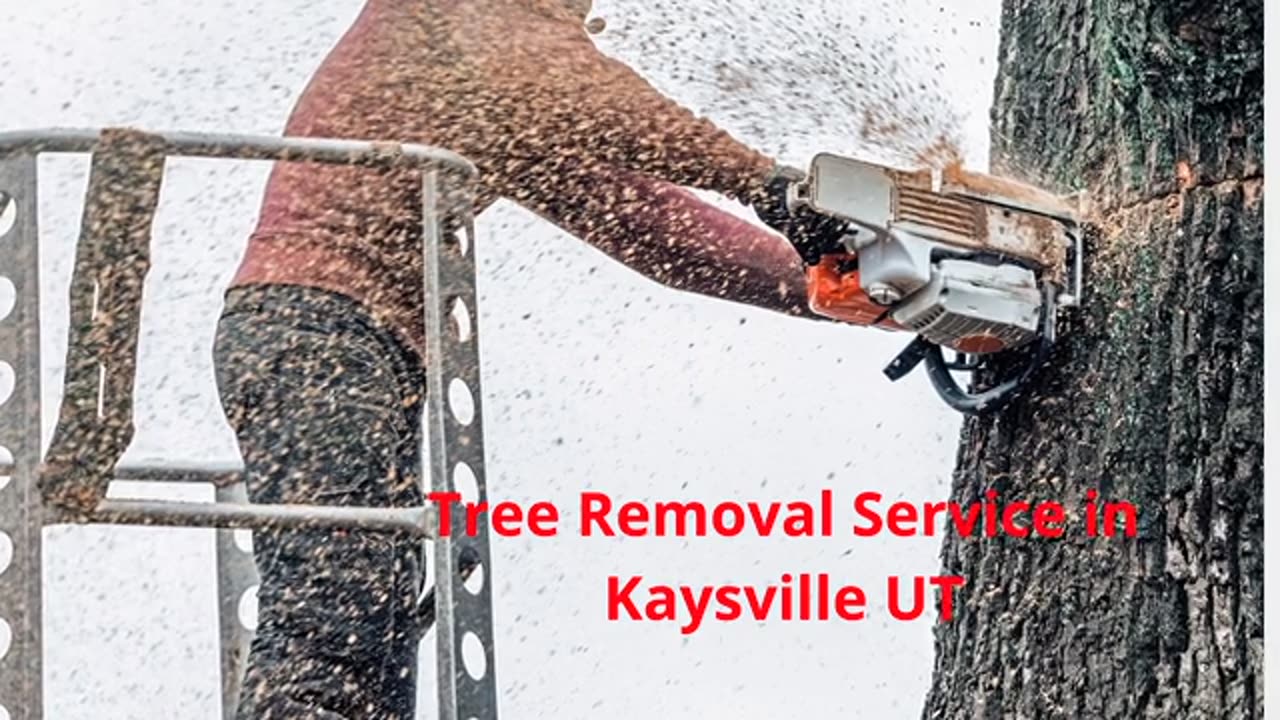 Timber Cuts Tree Removal Service in Kaysville, UT | 84037