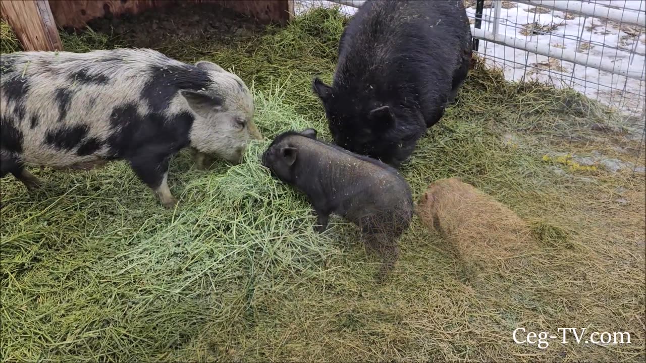 Graham Family Farm: Muddy Doodle