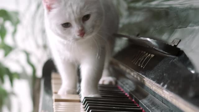 the cat is playing on the piano