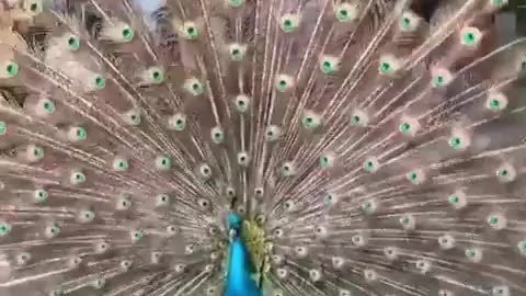 Beautiful Peacock