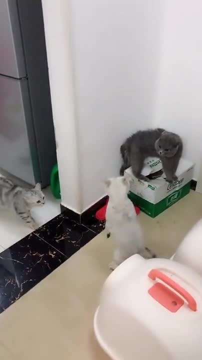 Cats fighting reaction #cats