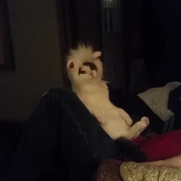 Tabitha & the Lion Mane