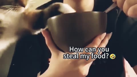Funniest cats ln the world 😂 funny and fail pets video