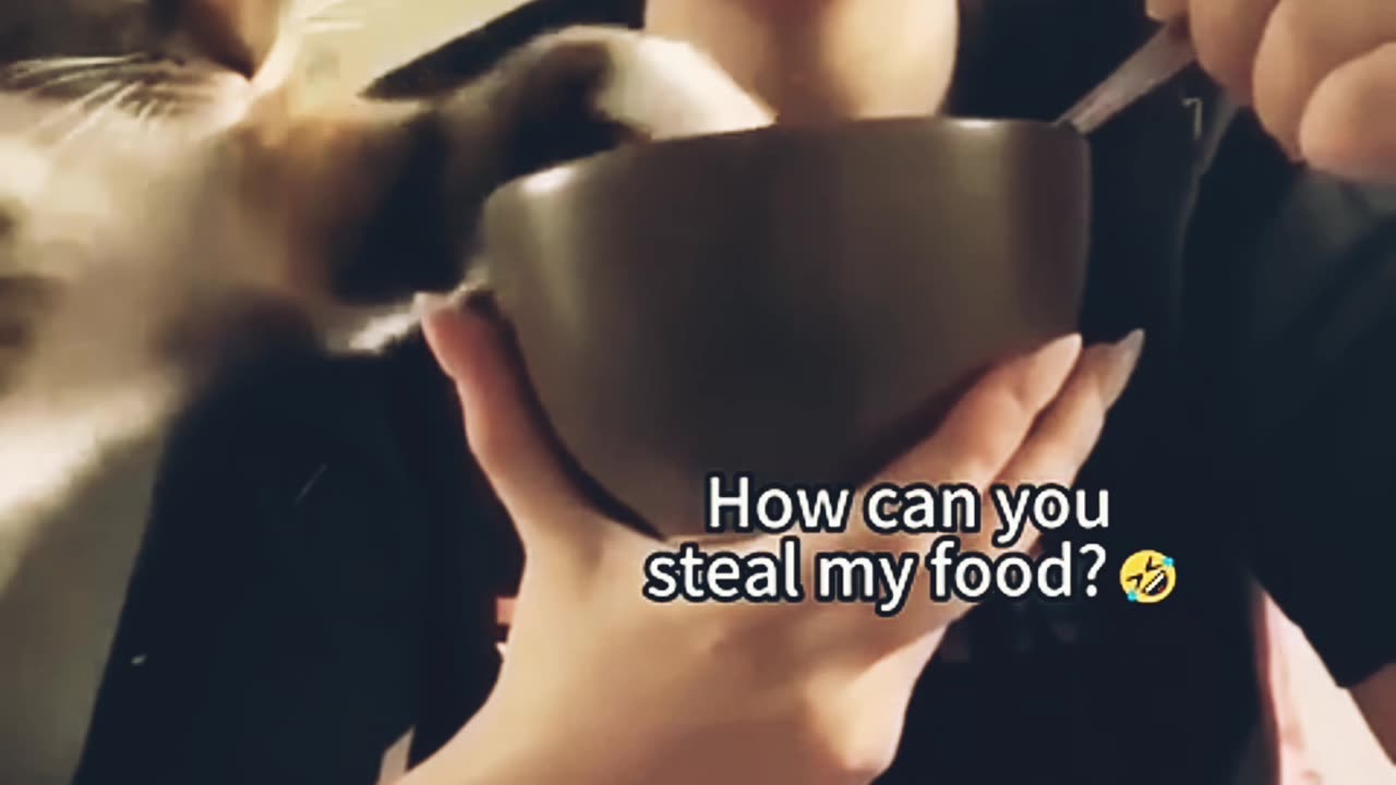 Funniest cats ln the world 😂 funny and fail pets video