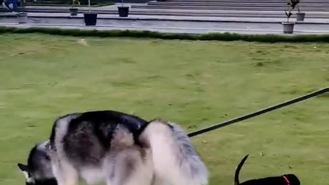 Husky meets Dachshund puppy #viral #shorts