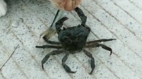 Little crab feeds fish to cat