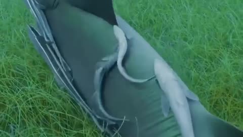 Whales on Ground