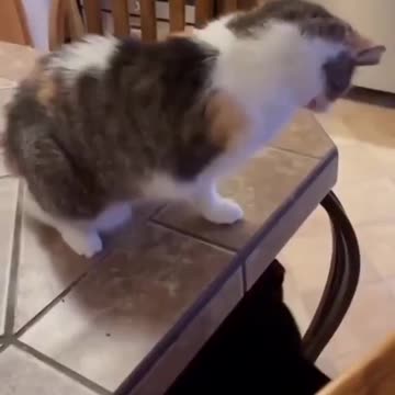 Attack 100%, Damage 0%