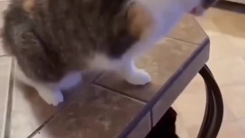 Attack 100%, Damage 0%