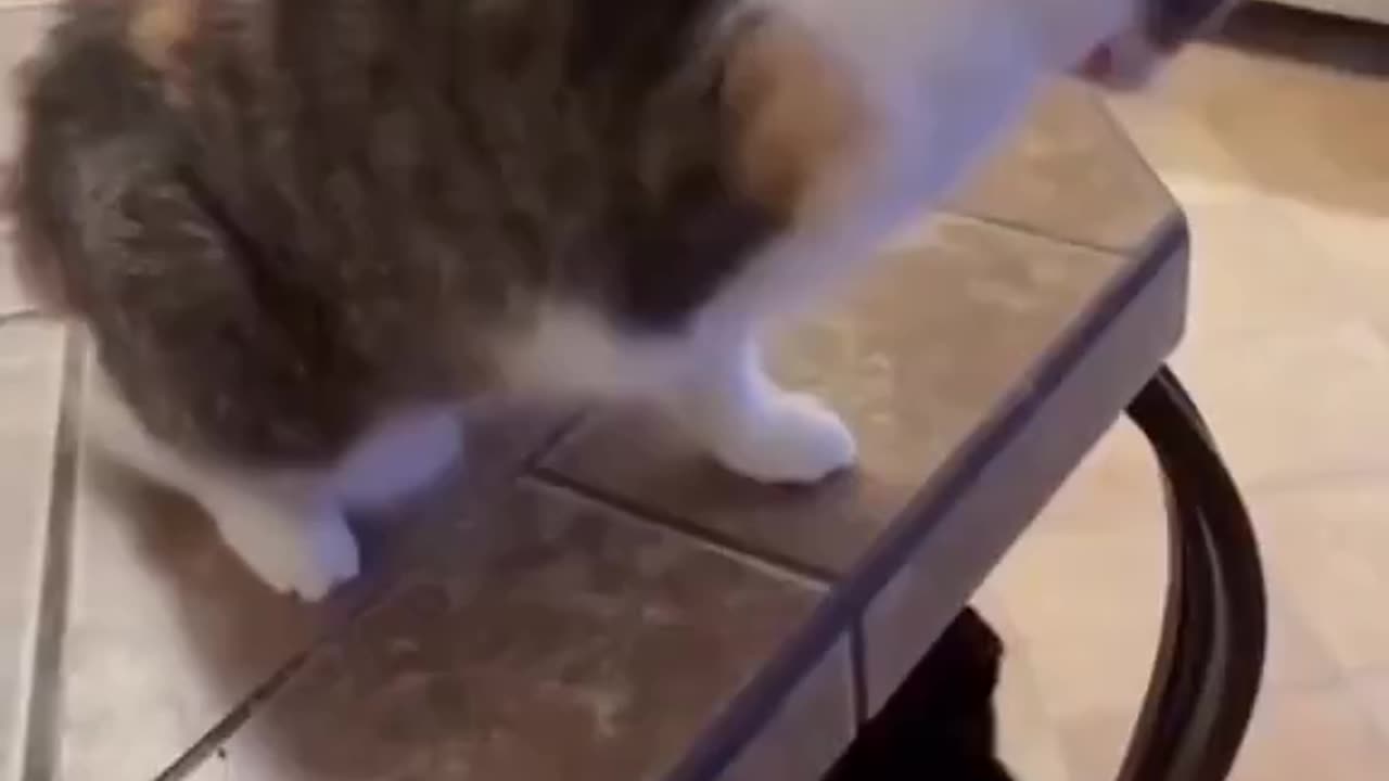 Attack 100%, Damage 0%