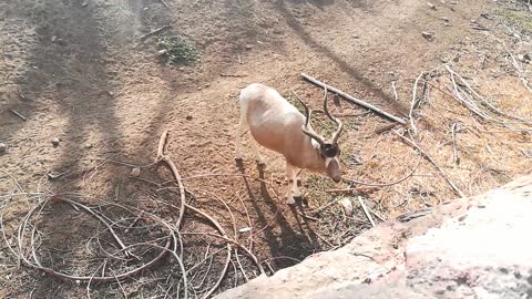 Alpha Gemsbok Landed Too Close To Visitor