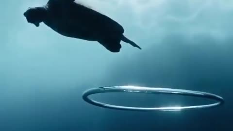 This is a beautiful and charming water-dwelling species