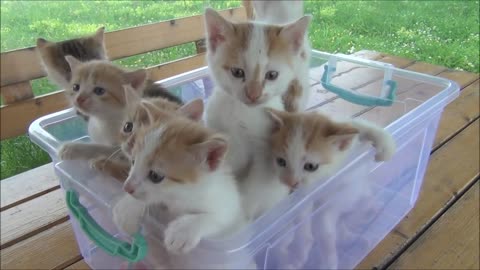 7 cats video too much cuteness