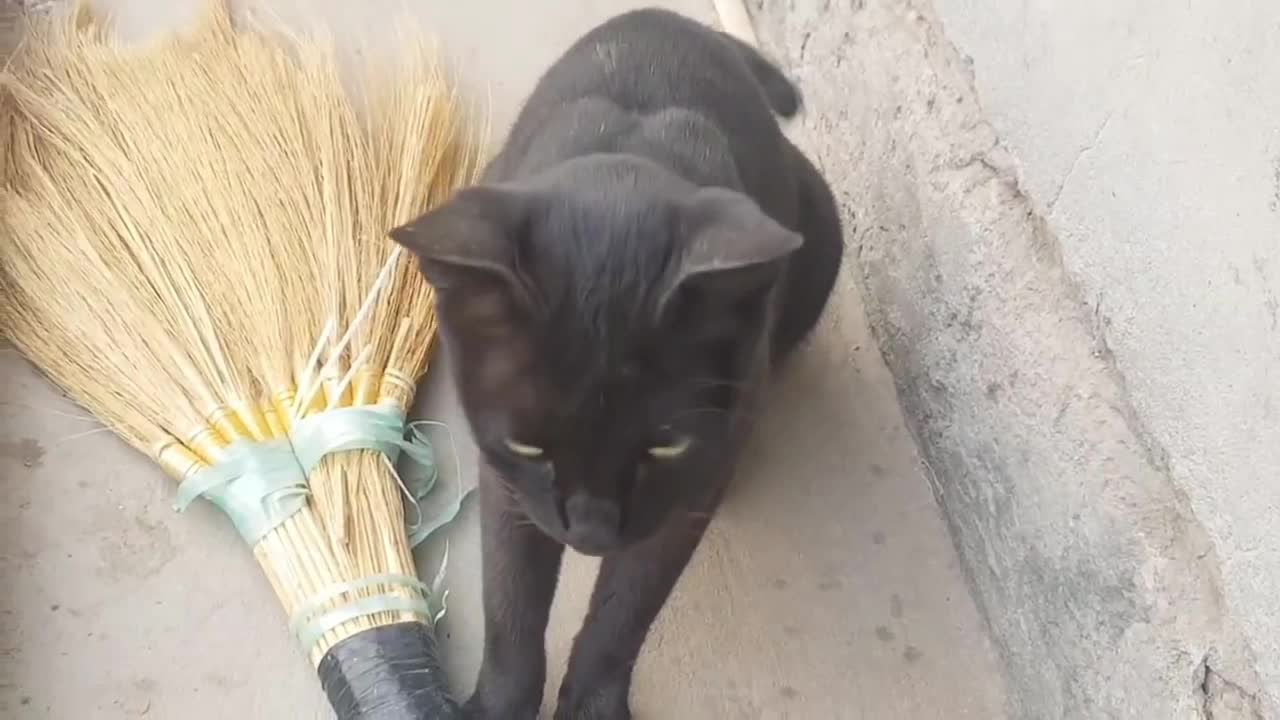 Black cat meowing very good sound