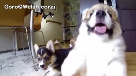 Hilarious Slow-Mo Corgi Puppies Will Make You Laugh