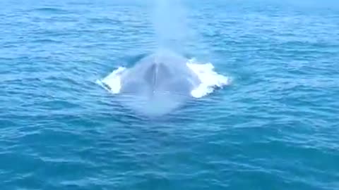 Giant blue whale on the water